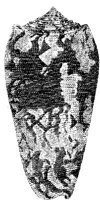 TAN120B.JPG