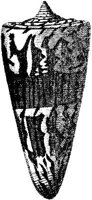 TAN119F.JPG