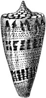 TAN119B.JPG