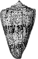 TAN118E.JPG