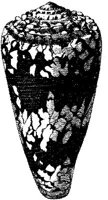 TAN118A.JPG