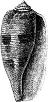TAN117B.JPG