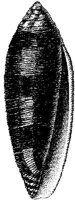 TAN117A.JPG