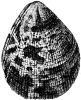 TAN115F.JPG