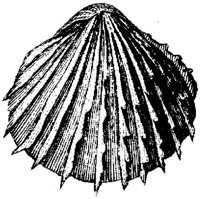 TAN115C.JPG