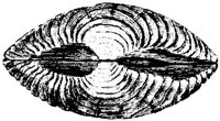 TAN113L.JPG