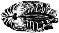 TAN113G.JPG