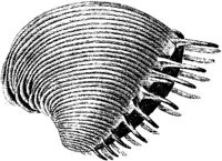 TAN113A.JPG