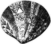 TAN112D.JPG