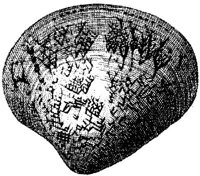 TAN112C.JPG