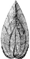 TAN111J.JPG