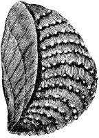 TAN111G.JPG