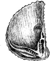 TAN111A.JPG