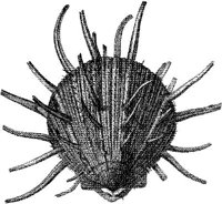 TAN107A.JPG