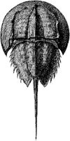 TAN094A.JPG