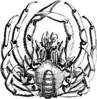 TAN083C.JPG