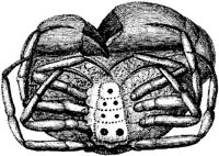 TAN082C.JPG