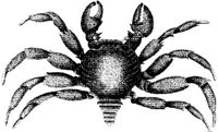 TAN081B.JPG
