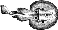 TAN079A.JPG