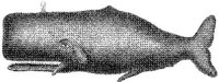 TAN078B.JPG