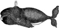 TAN077A.JPG