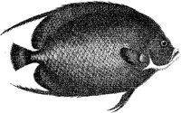 TAN073C.JPG