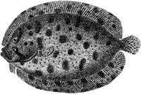 TAN073B.JPG