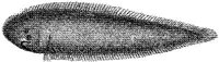 TAN073A.JPG