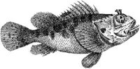 TAN072A.JPG