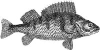 TAN071C.JPG