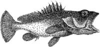 TAN070A.JPG