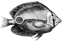 TAN069B.JPG