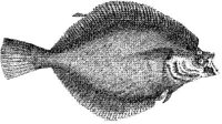 TAN067C.JPG