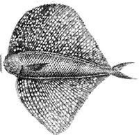 TAN066C.JPG