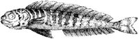 TAN066A.JPG