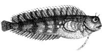 TAN064D.JPG