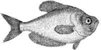 TAN064B.JPG