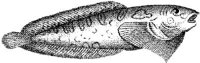 TAN063G.JPG