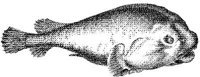 TAN063B.JPG