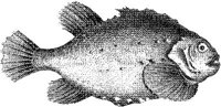 TAN063A.JPG
