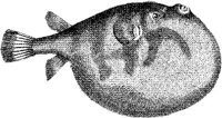 TAN062D.JPG