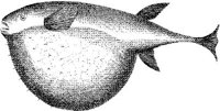 TAN062C.JPG