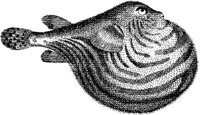TAN062A.JPG