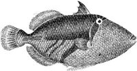 TAN061C.JPG
