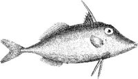 TAN061B.JPG
