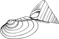 SSL029C.JPG