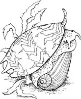SHW026A.JPG