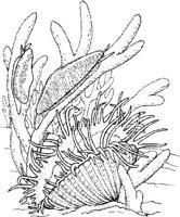 SHW017A.JPG