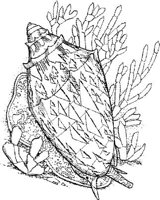 SHW009A.JPG
