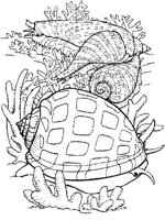 SHW007A.JPG